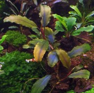 Bucephalandra sp. Shine Blue